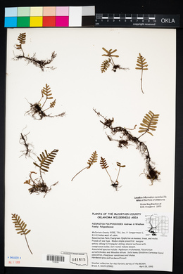 Pleopeltis polypodioides image