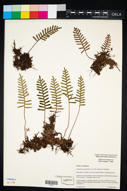 Pleopeltis polypodioides image