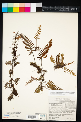 Pleopeltis polypodioides image