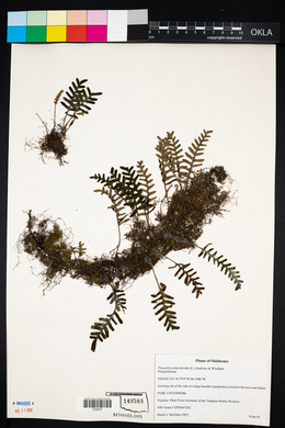 Pleopeltis polypodioides image