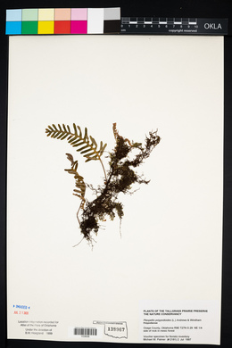 Pleopeltis polypodioides image