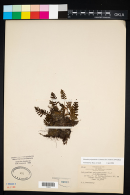 Pleopeltis polypodioides image