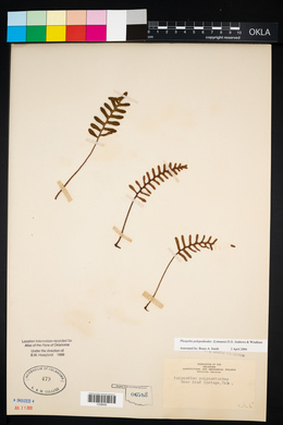 Pleopeltis polypodioides image