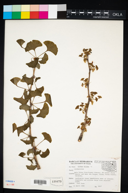 Ginkgo biloba image