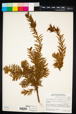 Taxus cuspidata image