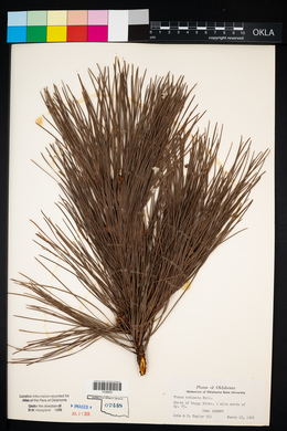 Pinus echinata image