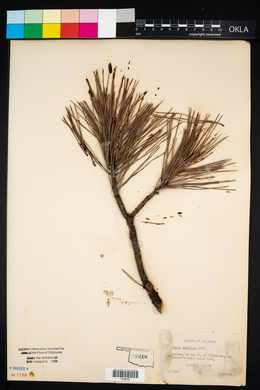 Pinus echinata image