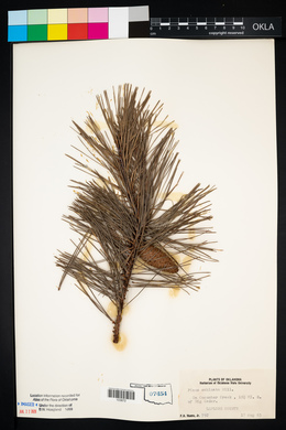 Pinus echinata image