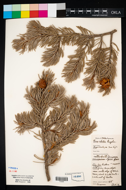 Pinus edulis image