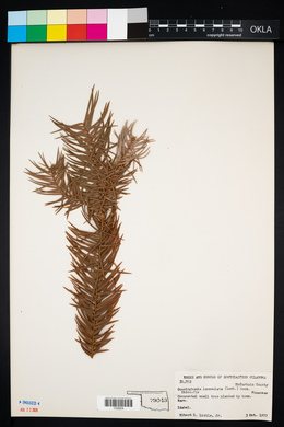 Cunninghamia lanceolata image
