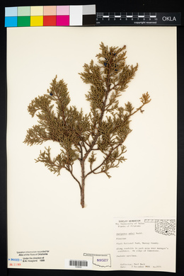 Juniperus ashei image