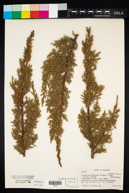 Juniperus monosperma image