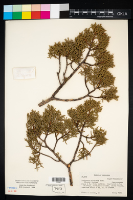 Juniperus pinchotii image