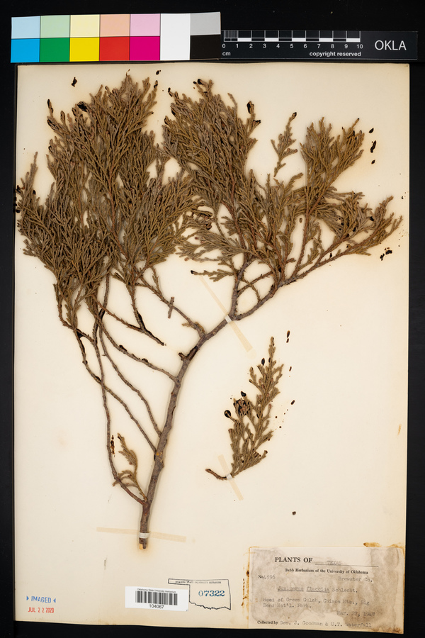 Juniperus flaccida image