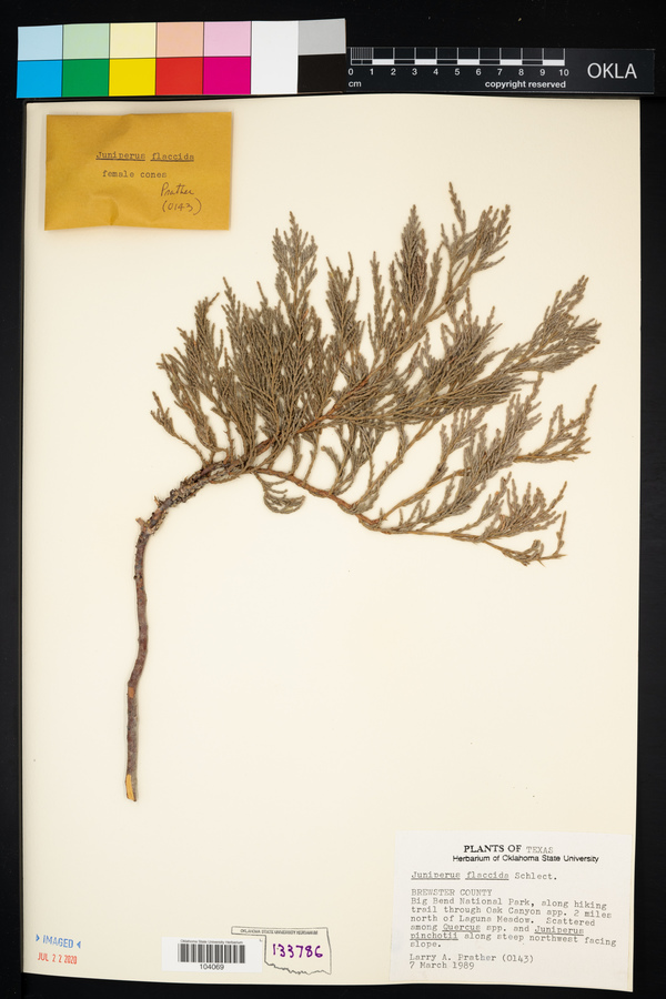 Juniperus flaccida image