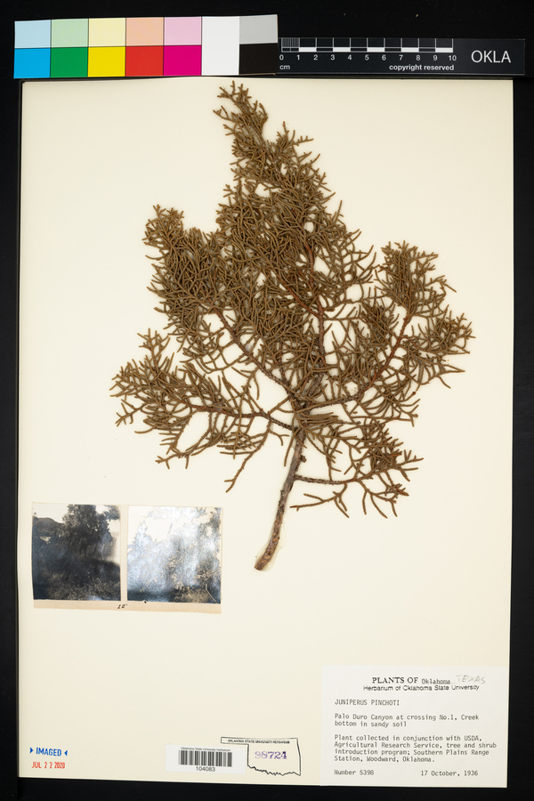 Juniperus pinchotii image