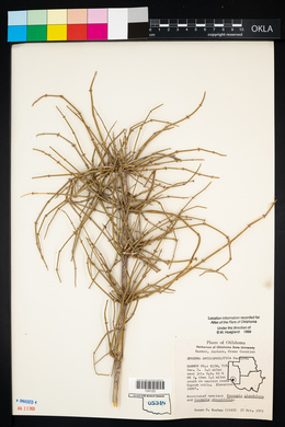 Ephedra antisyphilitica image