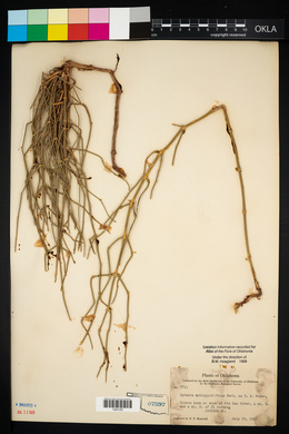 Ephedra antisyphilitica image