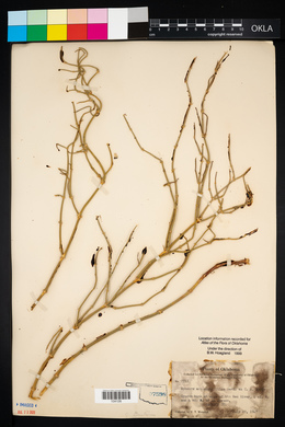 Ephedra antisyphilitica image