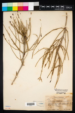 Ephedra antisyphilitica image