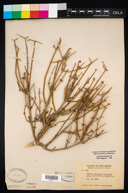 Ephedra antisyphilitica image