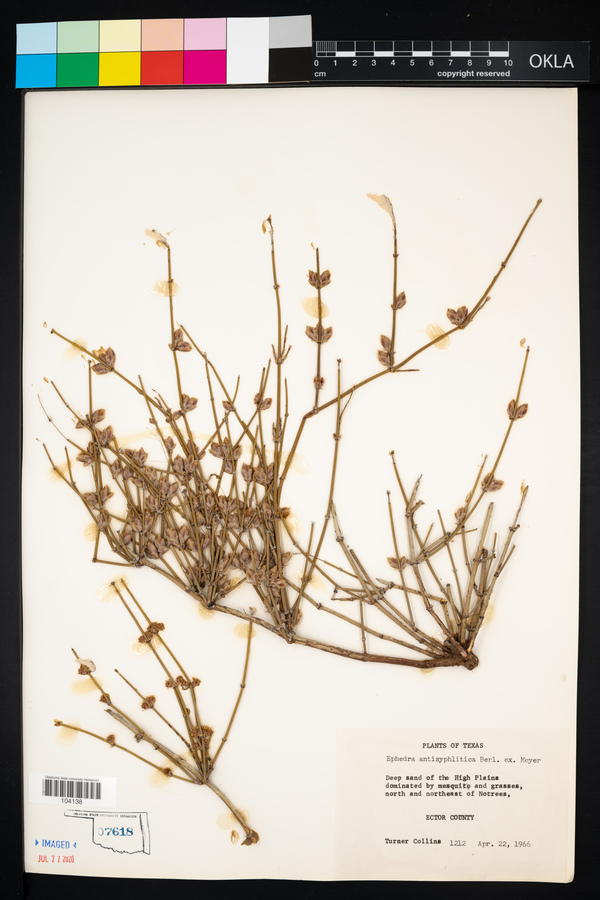 Ephedra antisyphilitica image