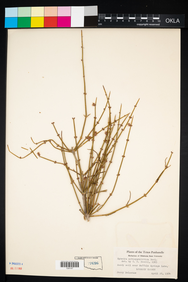 Ephedra antisyphilitica image