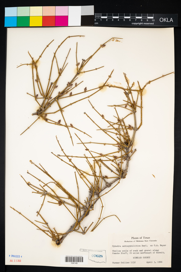 Ephedra antisyphilitica image