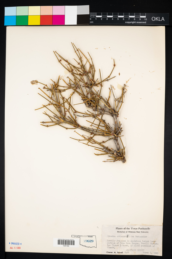 Ephedra antisyphilitica image