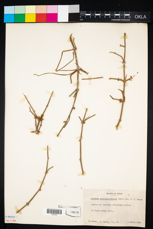 Ephedra antisyphilitica image