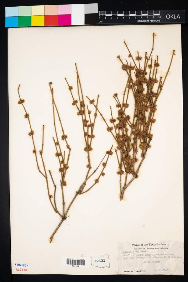 Ephedra coryi image