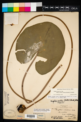 Nuphar lutea image