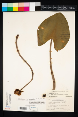 Nuphar lutea image