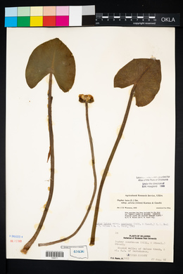 Nuphar lutea image