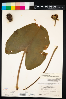 Nuphar lutea image