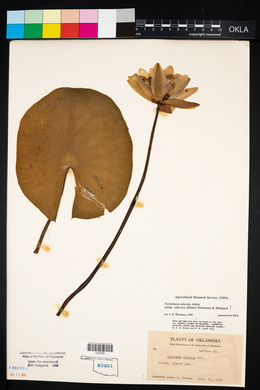 Nymphaea odorata subsp. tuberosa image