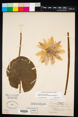 Nymphaea odorata subsp. tuberosa image