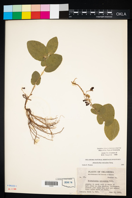 Aristolochia reticulata image