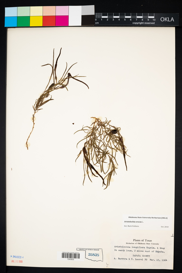Aristolochia erecta image