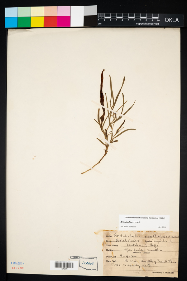 Aristolochia erecta image