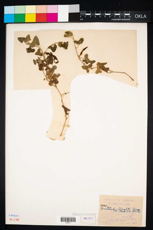 Aristolochia wrightii var. texana image