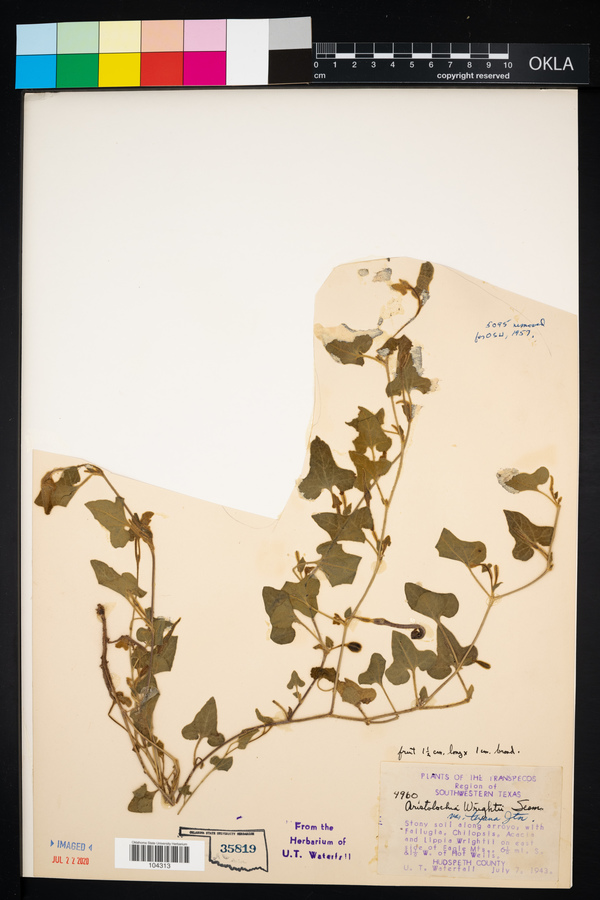 Aristolochia wrightii var. texana image