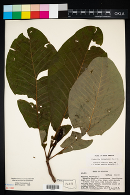 Magnolia acuminata image