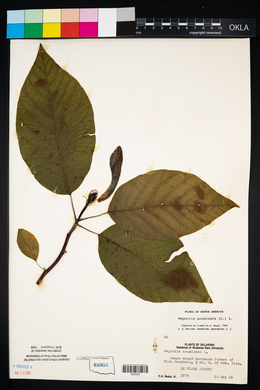Magnolia acuminata image