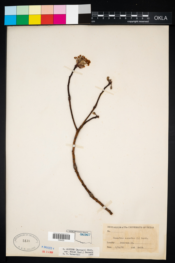 Sassafras albidum image