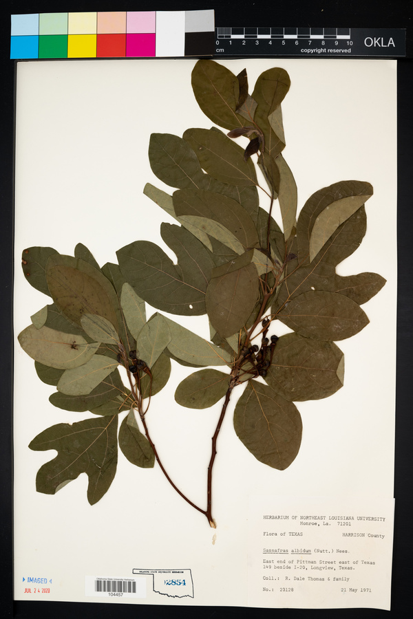 Sassafras albidum image