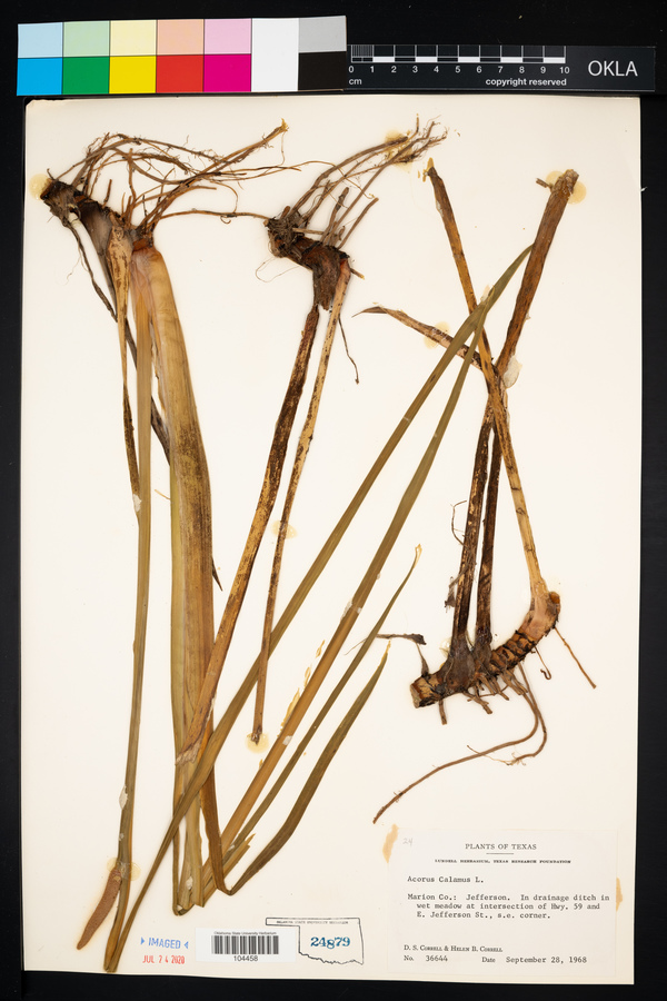 Acorus calamus image