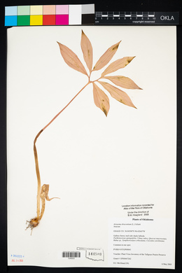 Arisaema dracontium image