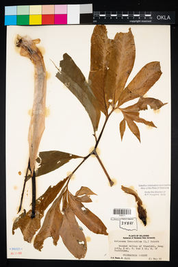 Arisaema dracontium image