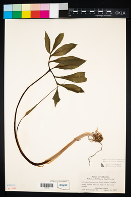 Arisaema dracontium image